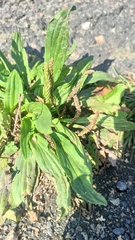 Plantago depressa, photograph (c) ivansemenkov, some rights reserved (CC BY)