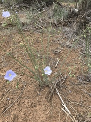 Linum pratense
