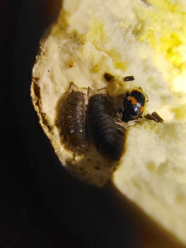 Orange-spotted Scaphidium