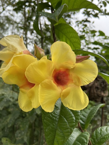Mandevilla scabra