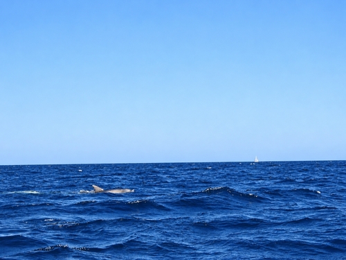 Common Bottlenose Dolphin