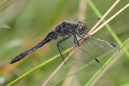 Black Meadowhawk