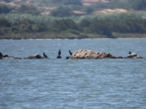Great Cormorant