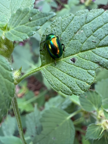 Dead-nettle Leaf Beetle