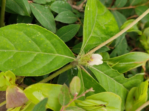 Blepharis maderaspatensis, 2026-09-06