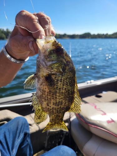 Rock Bass
