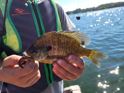 Bluegill