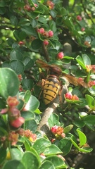 Vespa crabro