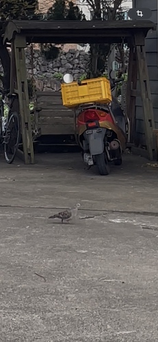 Oriental Turtle-Dove