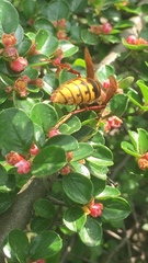 Vespa crabro