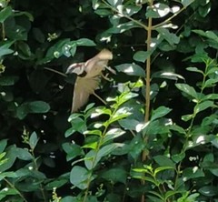 Passer domesticus