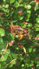 Vespa crabro