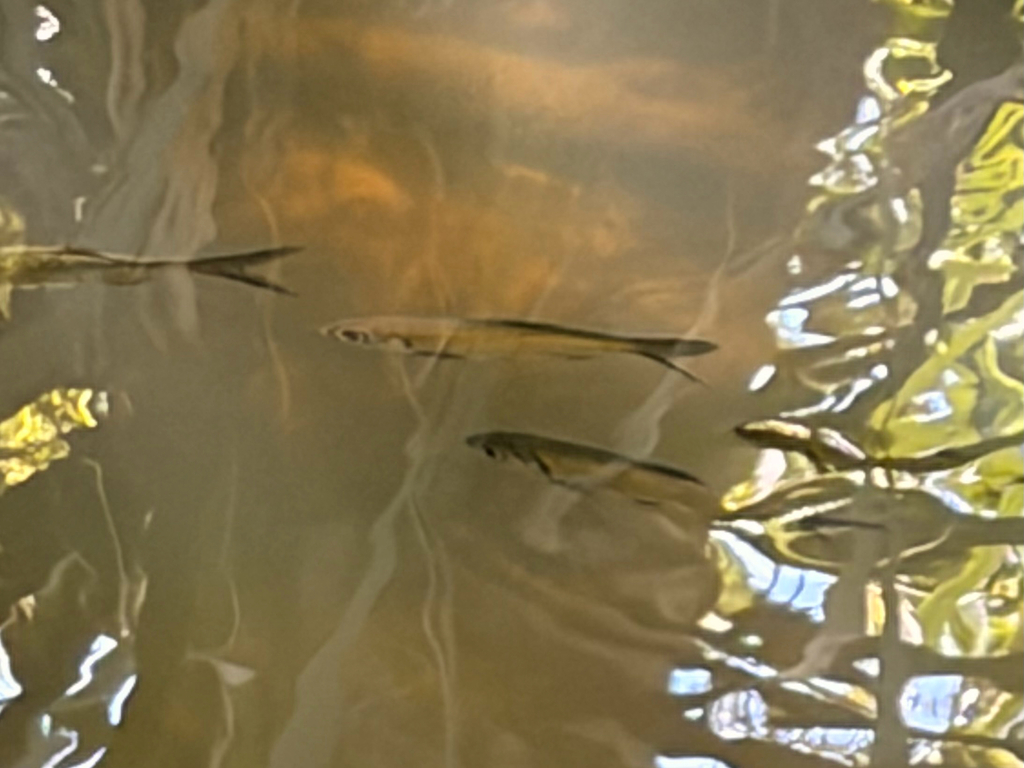 Indo-Pacific Tarpon (Megalops cyprinoides)
