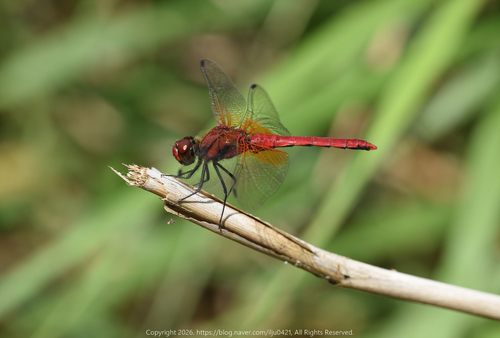 Sympetrum speciosum