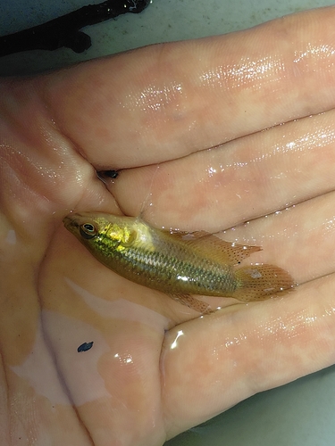Croaking Gourami
