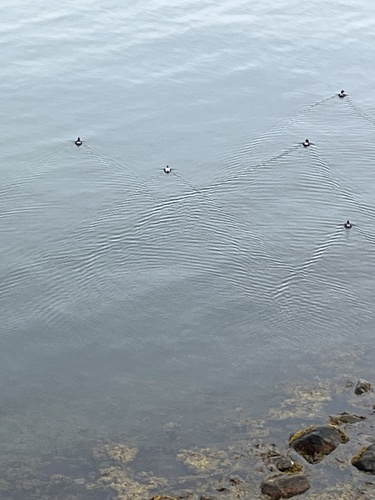 Common Eider