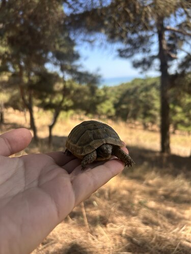 Armenian Tortoise