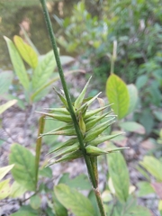 Carex lonchocarpa