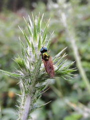 Chloromyia