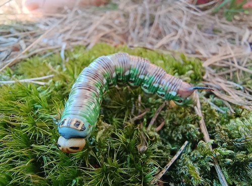 Pine Hawkmoth