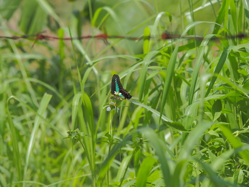 Common Bluebottle