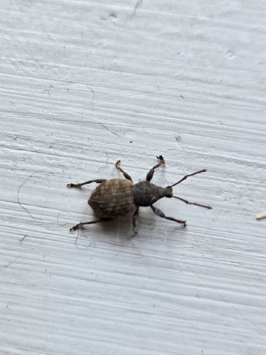 Raucous Broad-nosed Weevil