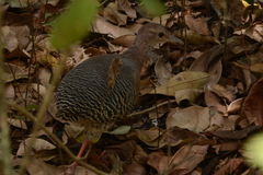 Crypturellus cinnamomeus