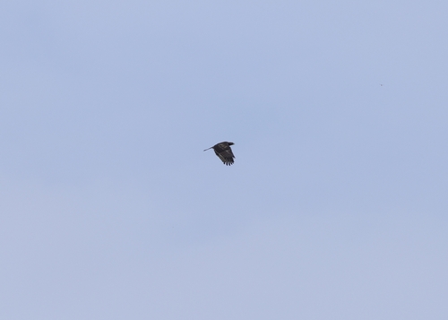 Oriental Honey-buzzard