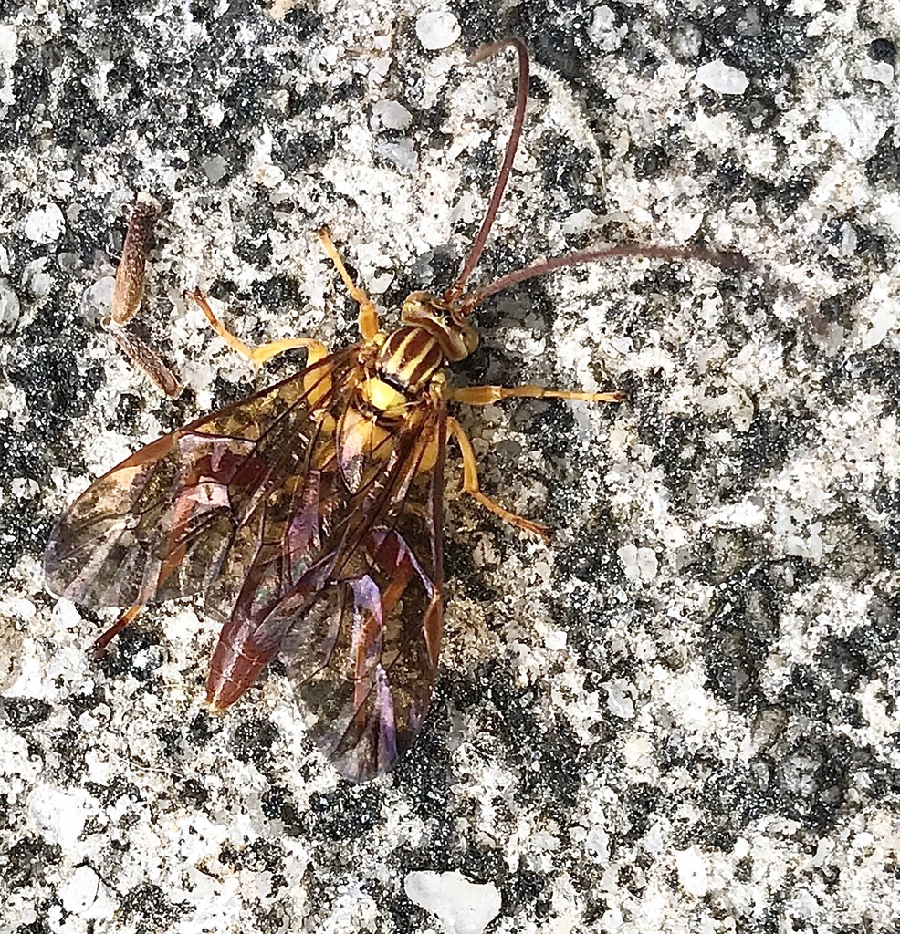 Neotheronia bicincta