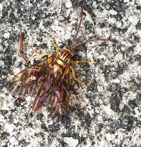 Neotheronia bicincta