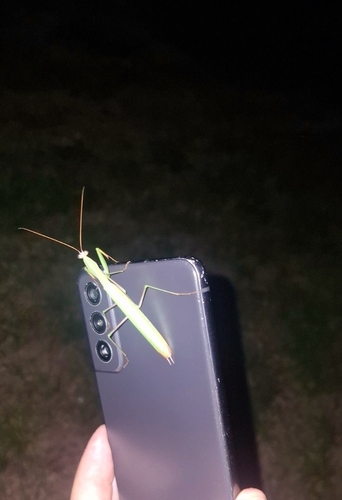 European Mantis