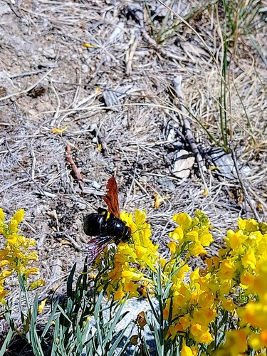 Xylocopa