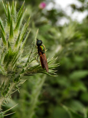 Chloromyia