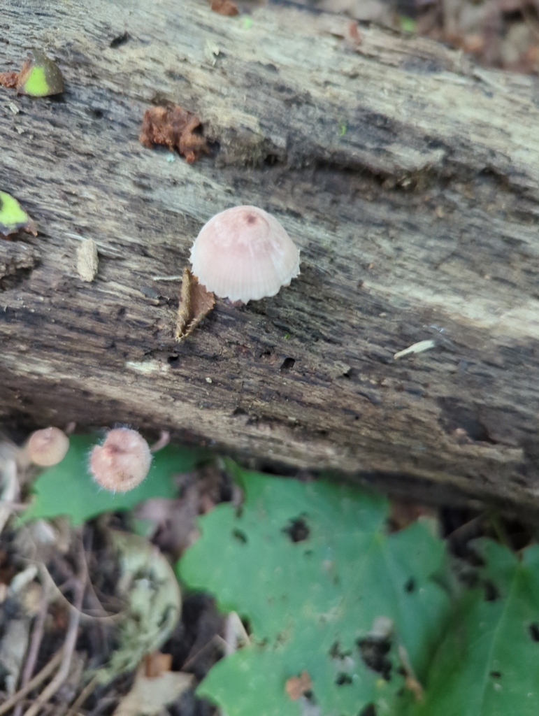 Bleeding Fairy Helmet · September 2026 · photo: Photo: no rights reserved · iNaturalist