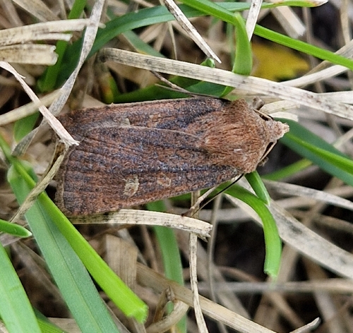 Square-spot Rustic