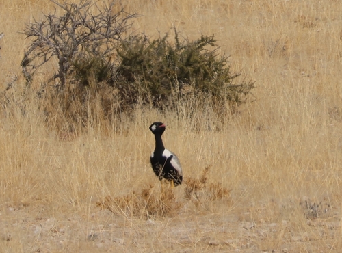 Northern Black Korhaan