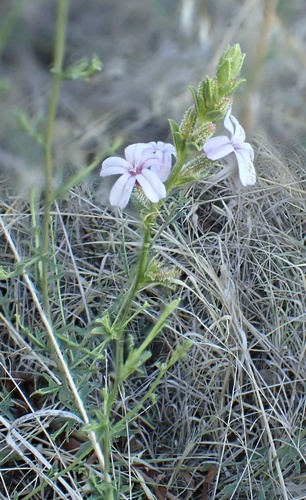 Plumbago europaea, photograph 6