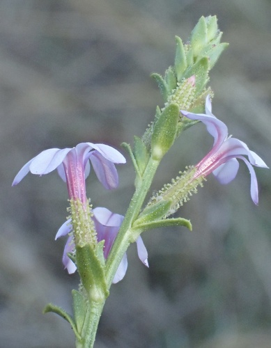 Plumbago europaea, photograph 4