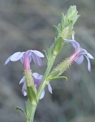 author not stated, no rights reserved Plumbago europaea, photograph author not stated, no rights reserved