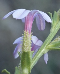 author not stated, no rights reserved Plumbago europaea, photograph author not stated, no rights reserved