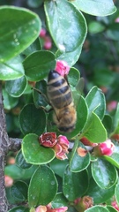 Apis mellifera