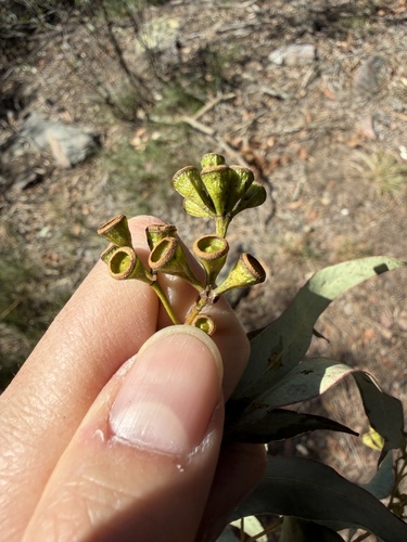 Eucalyptus paniculata, photograph 3