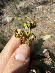 Eucalyptus paniculata, photograph (c) Toby Jin, some rights reserved (CC BY)