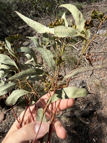 Eucalyptus paniculata, photograph 2