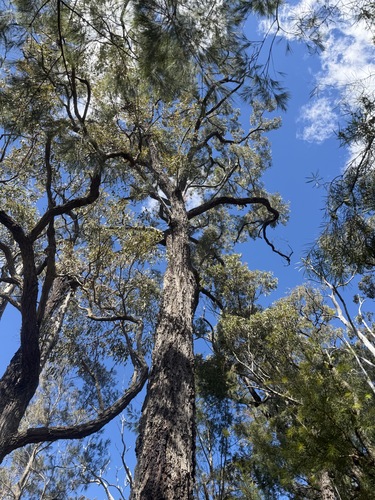 Eucalyptus paniculata