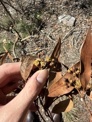 Eucalyptus paniculata, photograph (c) Toby Jin, some rights reserved (CC BY)