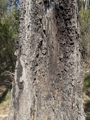 Eucalyptus paniculata, photograph (c) Toby Jin, some rights reserved (CC BY)