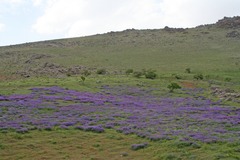 Vicia tenuifolia
