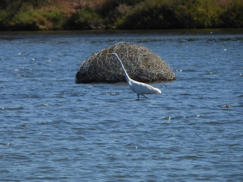 Great Egret