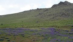 Vicia tenuifolia